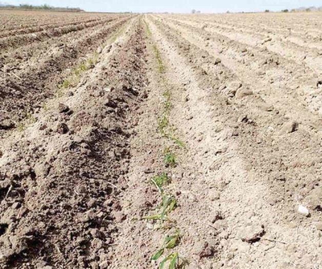 Demandan campesinos plan emergente de apoyo Demandan campesinos plan emergente de apoyo