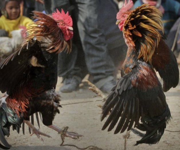 Gallo mata a dueño durante pelea de gallos ilegal en India