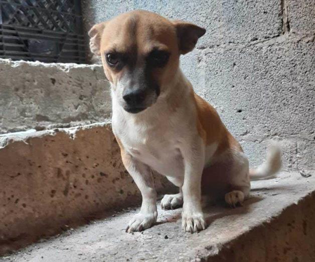 Piden cuidar a las mascotas Piden cuidar a las mascotas