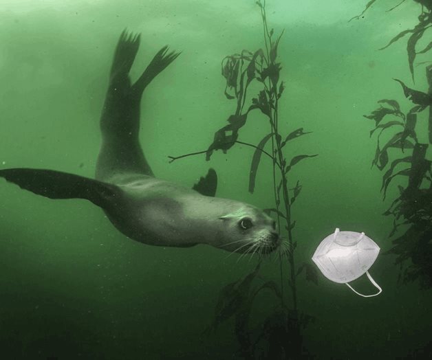 León Marino juega con un cubrebocas en California