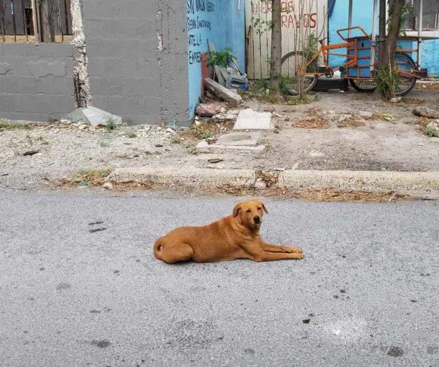 Pululan mascotas abandonadas