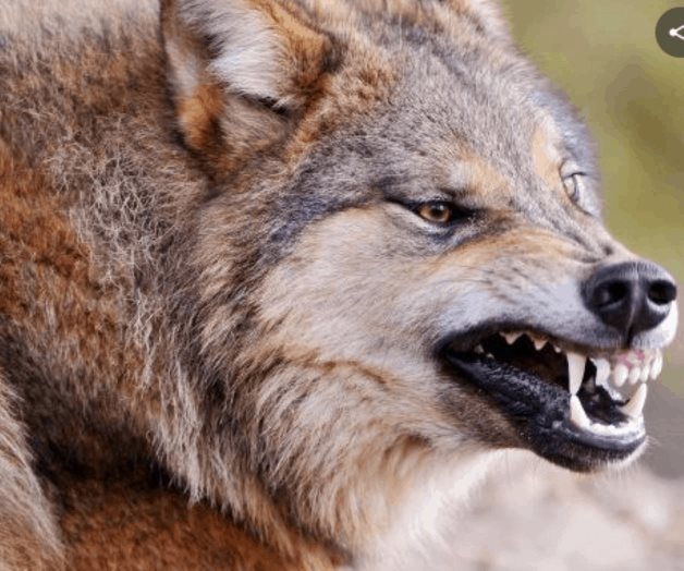 Lobos muerden a empleada en centro de vida silvestre en EEUU Lobos muerden a empleada en centro de vida silvestre en EEUU