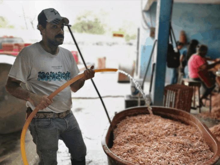 Comienza a repuntar captura de camarón Comienza a repuntar captura de camarón