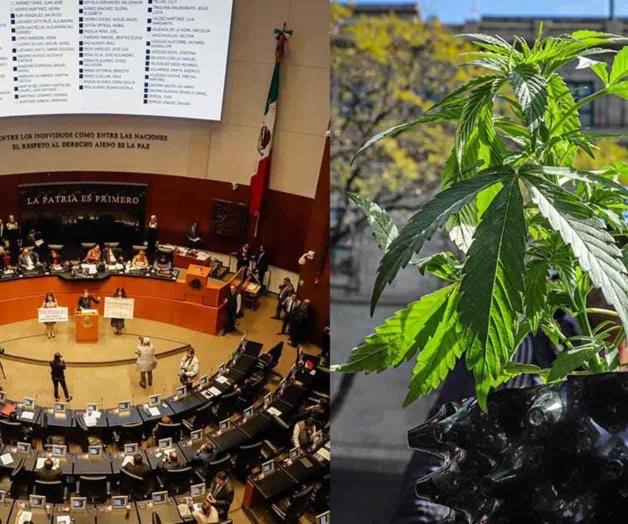 Prevé Senado regular la cannabis
