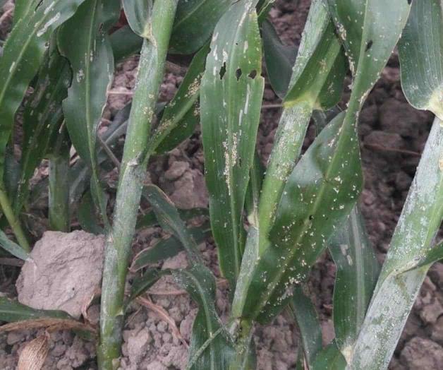 Aparece plaga Aparece plaga