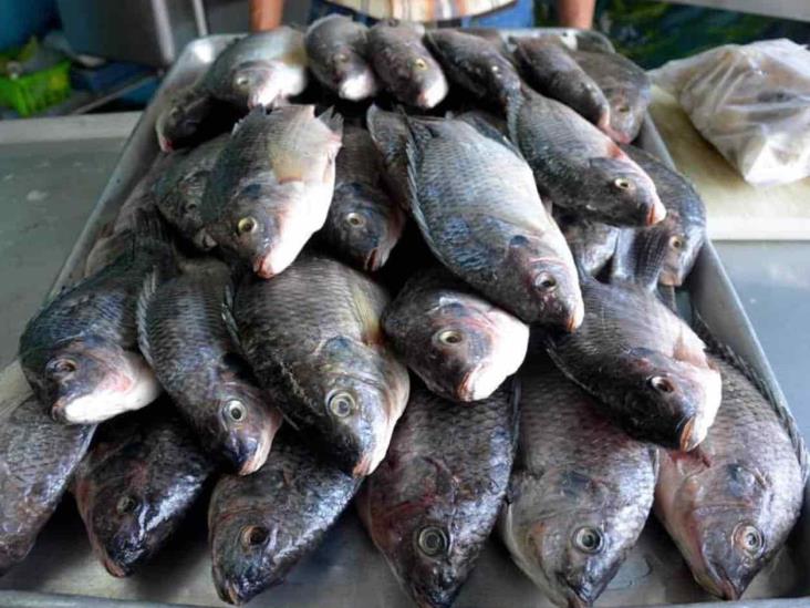 Exhortan a consumir pescados y mariscos