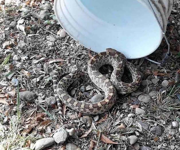 Salen víboras de sus nidos