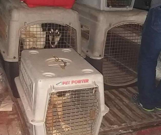 Liberan a perros caníbales