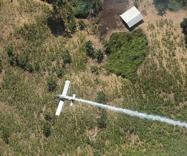 Combaten cultivos de la coca con glifosato