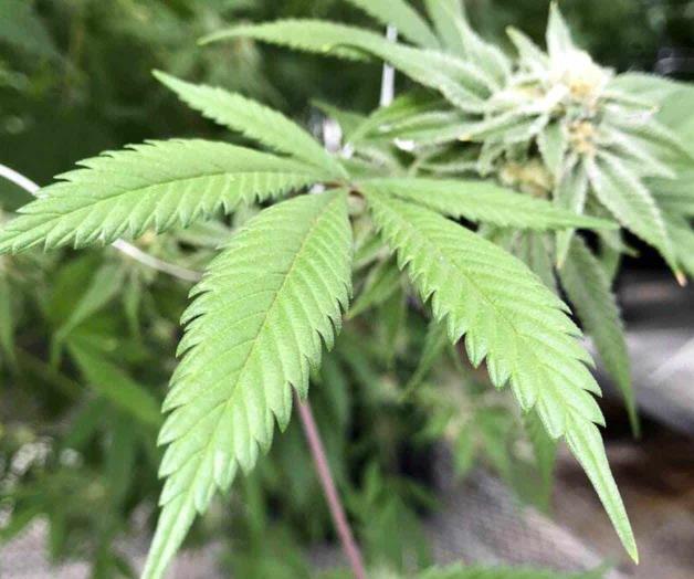 Indultarán a personas en Alabama con condenas por marihuana