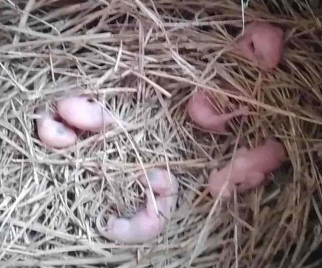 Aumenta conciencia sobre cuidado animal