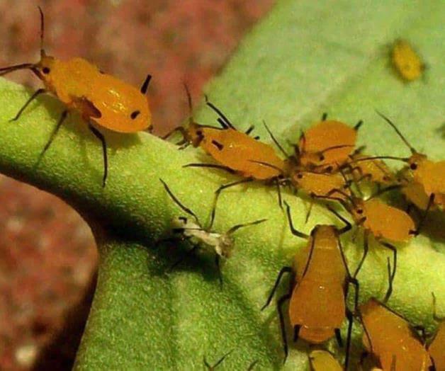 Orientan sobre aparición del pulgón en sorgo