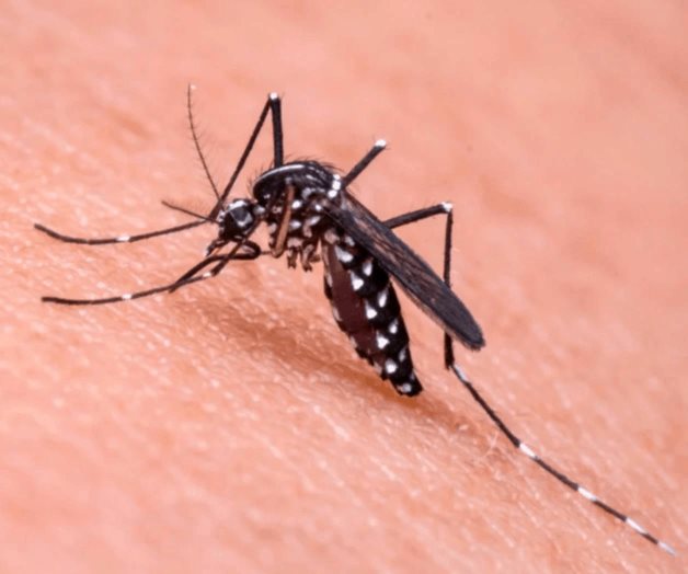 Pese avances, la malaria aún da casos nuevos en México Pese avances, la malaria aún da casos nuevos en México