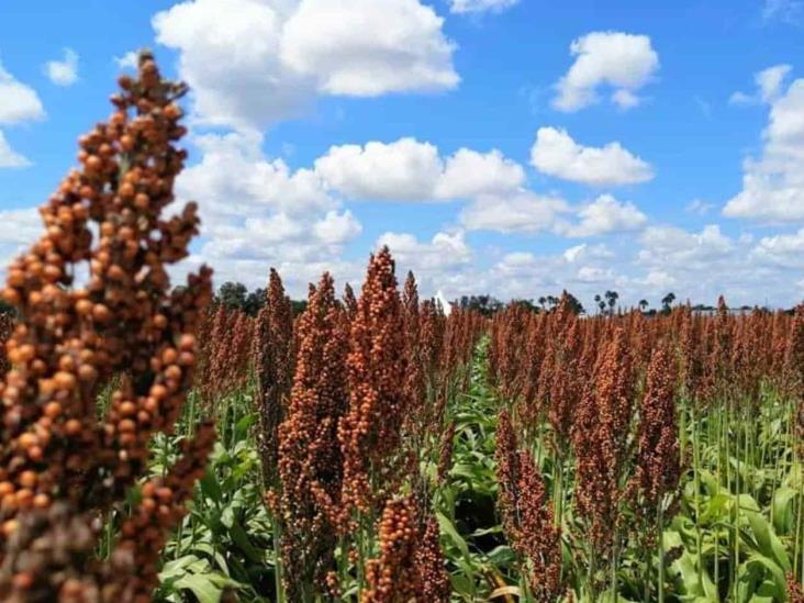 Sorgo vale oro Sorgo vale oro