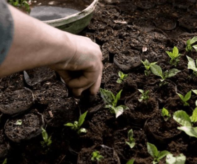 Empresas que ya implementan agricultura regenerativa para reducir huella ambiental