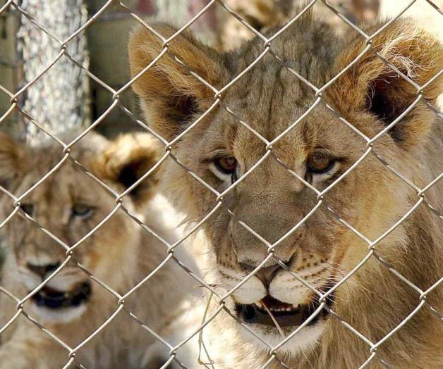 Sudáfrica pondría fin a la industria de los leones cautivos