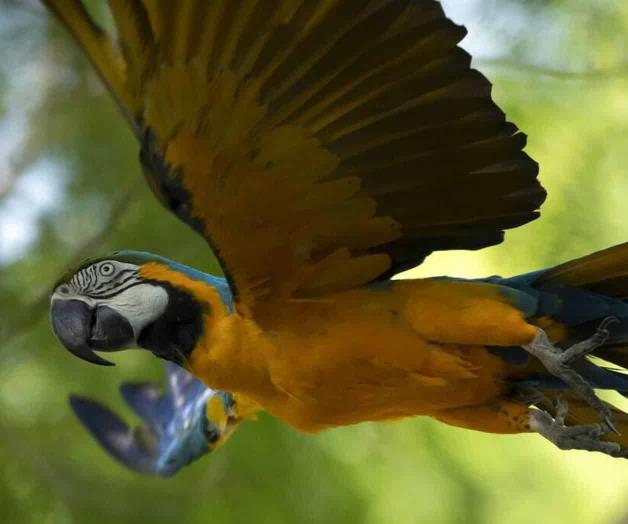 La última guacamaya salvaje de Río está sola y busca el amor