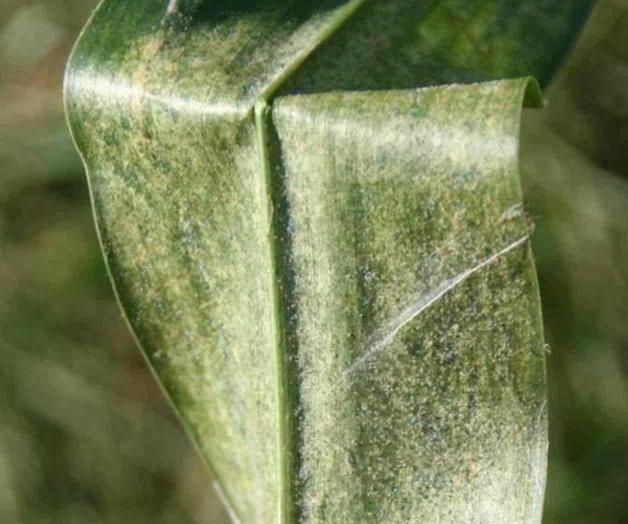 Ataca plaga a los cultivos