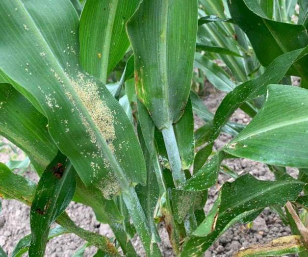 Golpea clima al agro