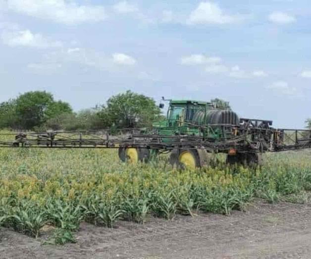 Combaten plaga con insecticidas
