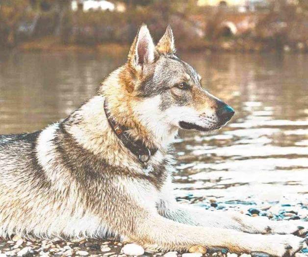 Lobos grises encuentran hogar en Rancho Turner