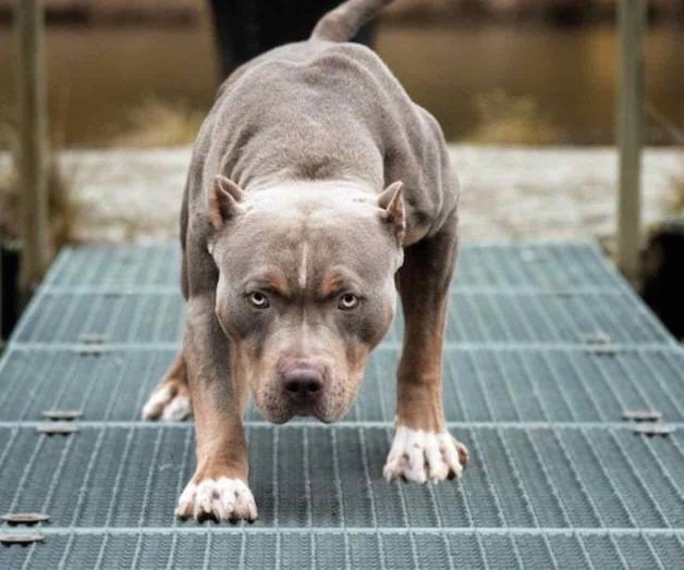 Ataca pitbull a una bebé