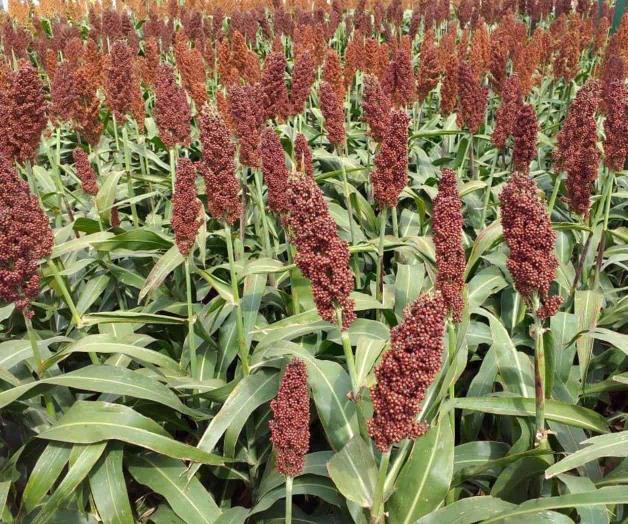 Lluvias dan respiro al campo