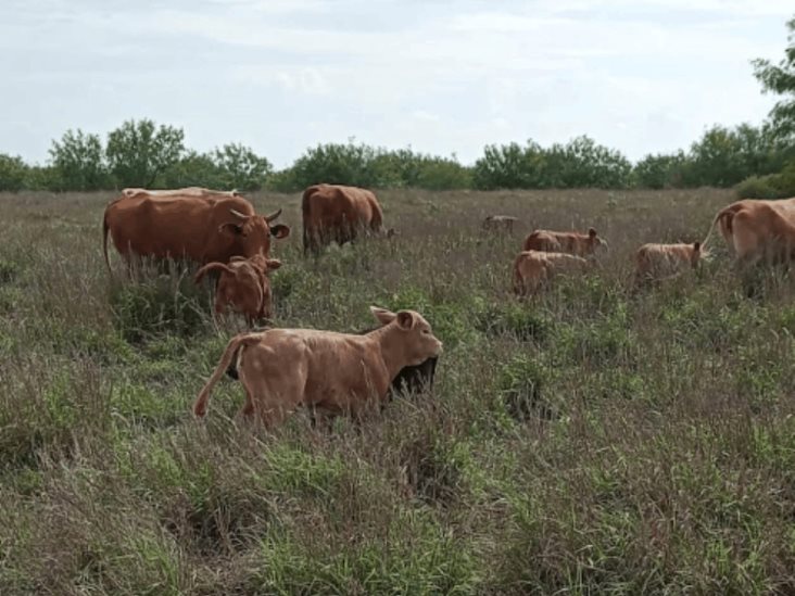 Habrá el alimento para los animales Habrá el alimento para los animales