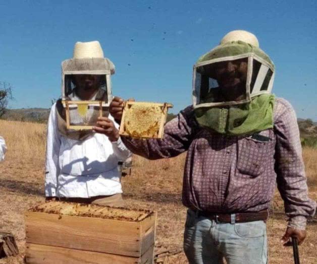 Apicultores de Oaxaca enfrentan intermediarios y adulteración de miel