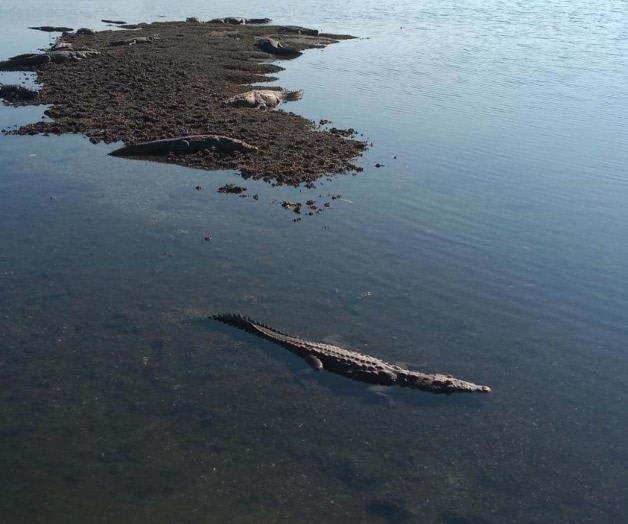 Alertan por presencia de cocodrilos en calles