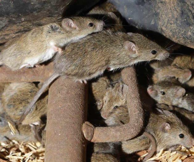 Plaga de ratones destructivos atormenta a los australianos Plaga de ratones destructivos atormenta a los australianos