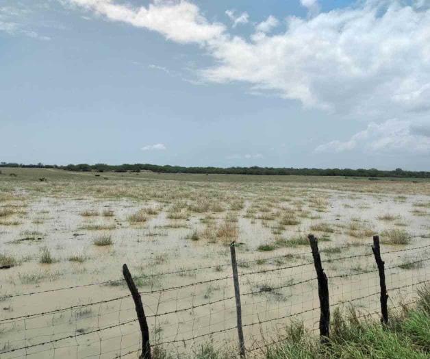 Permitirán las lluvias recuperación de pastos Permitirán las lluvias recuperación de pastos