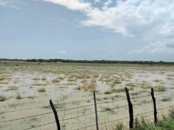 Permitirán las lluvias recuperación de pastos Permitirán las lluvias recuperación de pastos