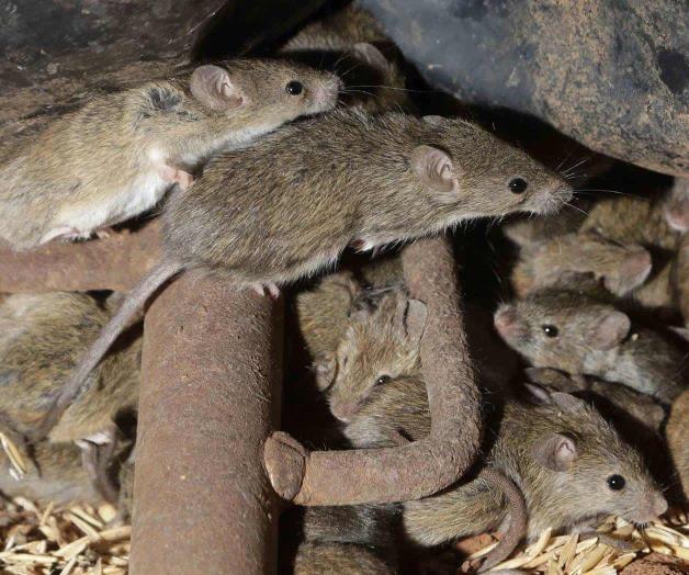 Prolifera plaga de ratones en Australia