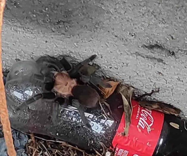 Alertan por tarántulas