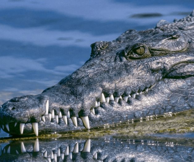 Cocodrilos atacan a 2 turistas en la Costa de Oaxaca Cocodrilos atacan a 2 turistas en la Costa de Oaxaca
