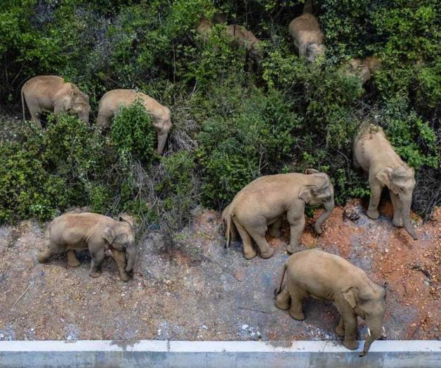 Excursión de elefantes caminando por China se vuelve viral Excursión de elefantes caminando por China se vuelve viral