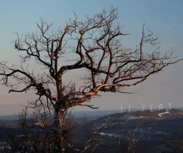 ONU: Crisis de clima y biodiversidad deben combatirse juntas