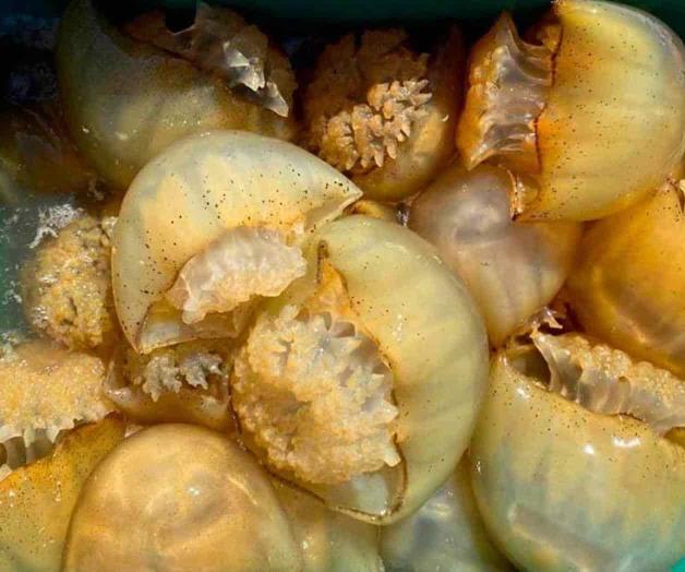 Proponen exportar medusa a China