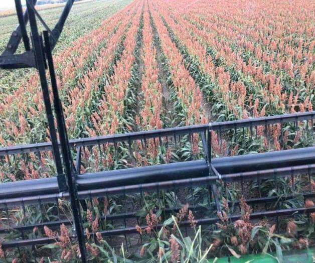 Inicia en julio trilla de sorgo