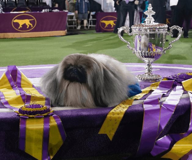 Wasabi, un perro pequinés, gana la exposición canina Westminster