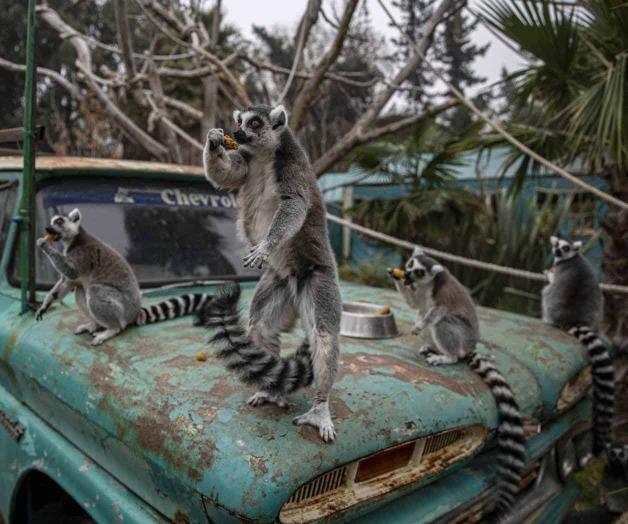 En dificultades Zoológico Buin por pandemia