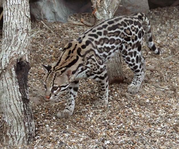 Adquiere hembras ocelote el acuario estatal