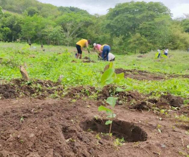 Exhorta oposición a auditar programa ‘Sembrando Vida’ Exhorta oposición a auditar programa ‘Sembrando Vida’