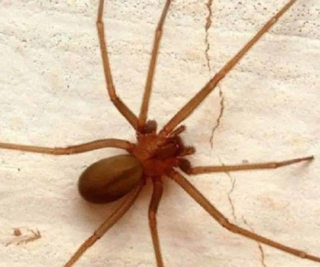 Muere hombre por picadura de araña violinista en Guanajuato