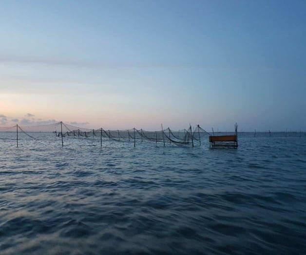 Colapsa veda de camarón y tiburón al sector pesquero