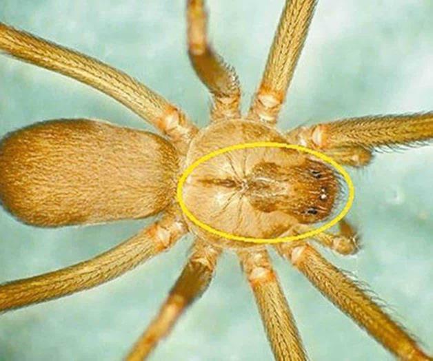 Mata a hombre araña violinista