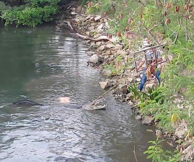 Activan vigilancia en la Laguna del Carpintero, tras ataque de cocodrilo