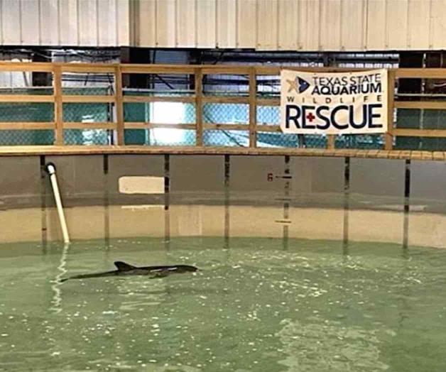 Rescatan a bebé delfín cuando estaba encallado