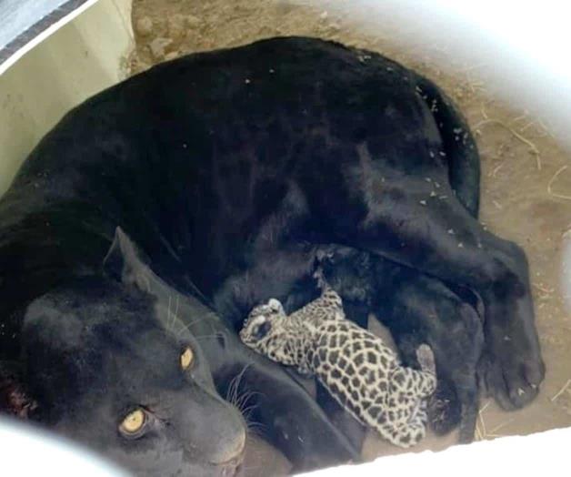 Nacen 2 cachorros de jaguar en Parque Tangamanga I, en SLP